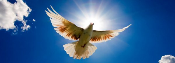 Pentecost Dove